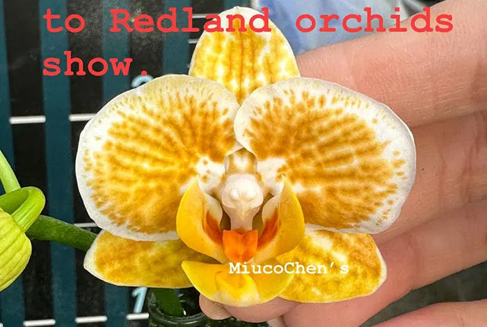 Phalaenopsis FEIFAN Golden Lion seedlings