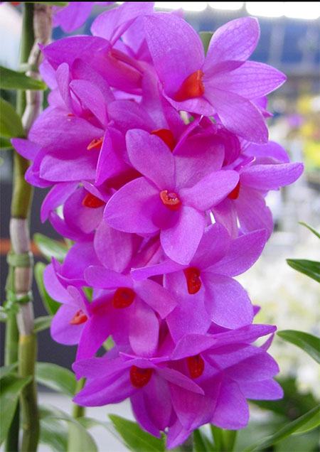 Dendrobium sulawesiense