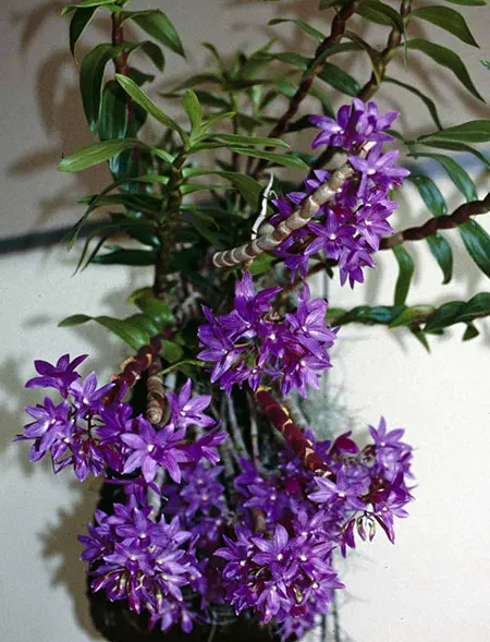 Dendrobium Kuniko