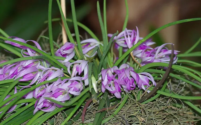 Leptotes pohlitinocoi