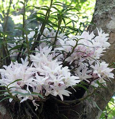 Dendrobium moniliforme