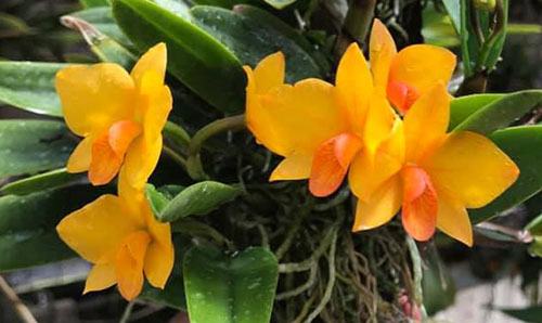 Sophrolaeliocattleya Candy Ball x Sophronitis cernua