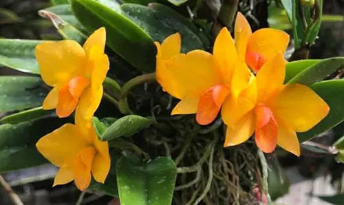Sophrolaeliocattleya Candy Ball x Sophronitis cernua