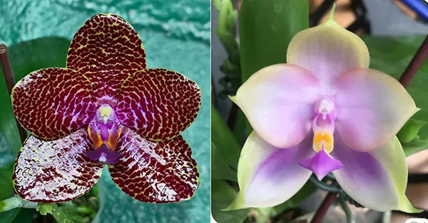 Phalaenopsis Mituo Gigan Dragon 'Dragon' x Mituo Gold Star