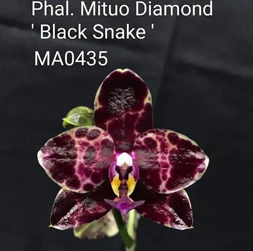 Phalaenopsis Mituo Diamond 'Black Snake'