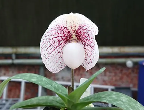 Paphiopedilum (Usuzuki x leucochilum) x ang-thong fma album