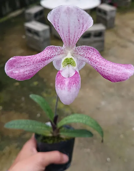 Paphiopedilum haynaldianum x bellatulum