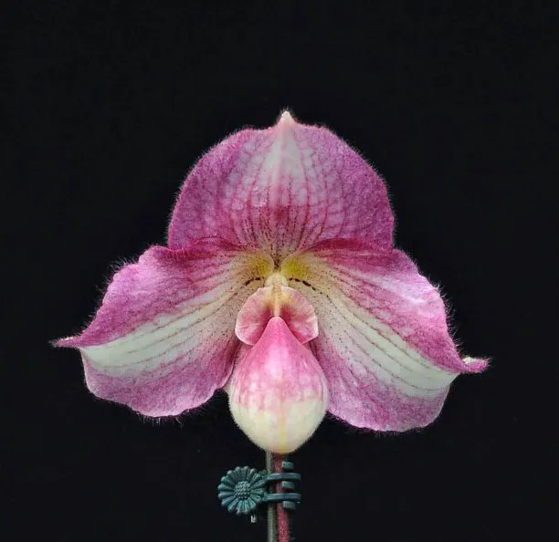 Paphiopedilum delenatii x fairrieanum