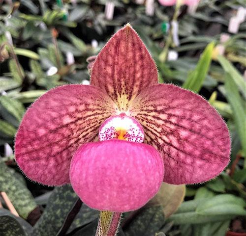 Paphiopedilum Fanaticum x delenatii