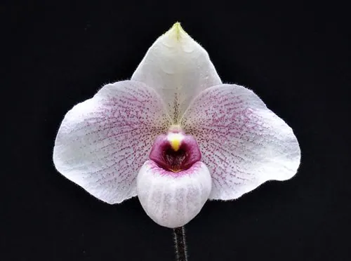 Paphiopedilum delenatii x malipoense