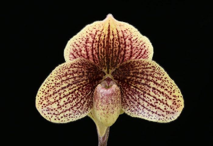 Paphiopedilum wenshanense x Favorlang Artist