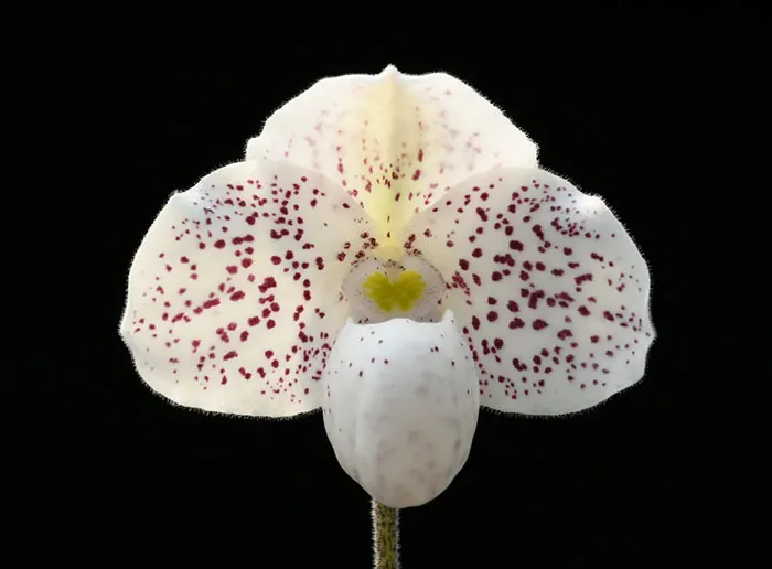 Paphiopedilum (Greyi x Usuzuki) x thaianum