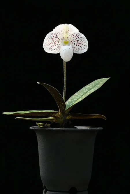 Paphiopedilum (Greyi x Usuzuki) x thaianum