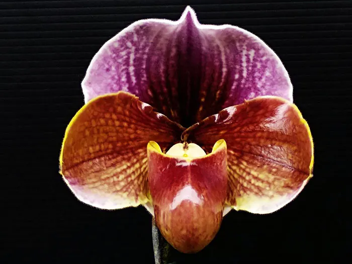 Paphiopedilum charlesworthii x Hung Sheng Red Sea