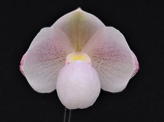 Paphiopedilum micranthum x niveum