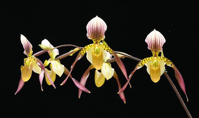 Paphiopedilum philippinense var laevigatum x haynaldianum