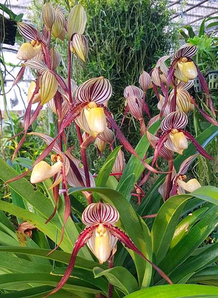 Paphiopedilum philippinense var laevigatum