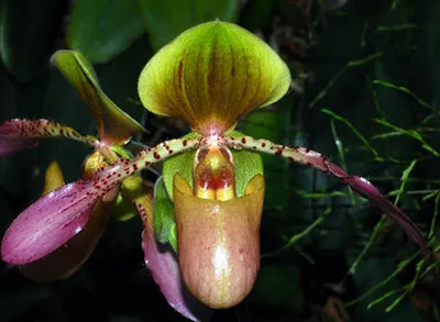 Paphiopedilum victoria-reginae x haynaldianum