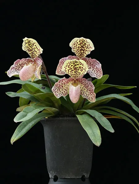 Paphiopedilum Usuzuki x henryanum