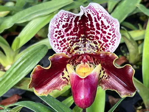 Paphiopedilum henryanum x Hung Sheng Bulldog