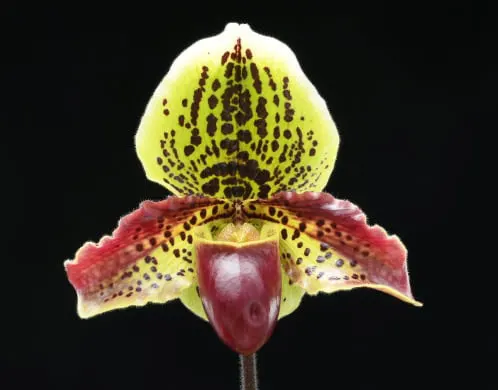 Paphiopedilum glaucophyllum x (Quennevais x Waipunga)