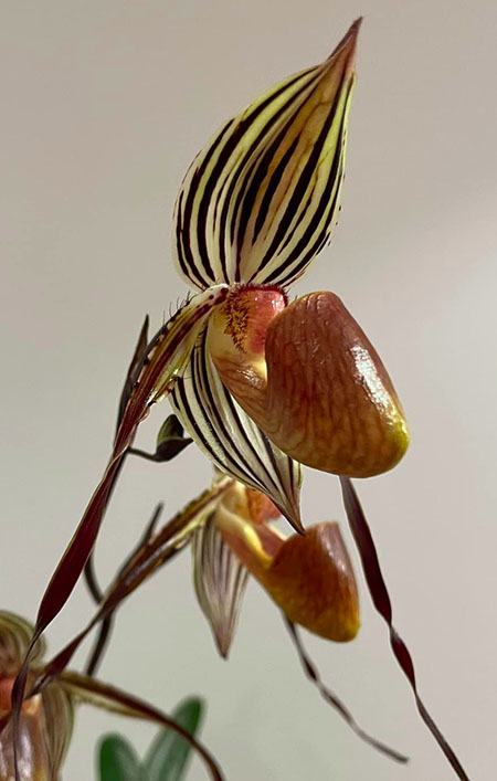 Paphiopedilum laevigatum x wilhelminae