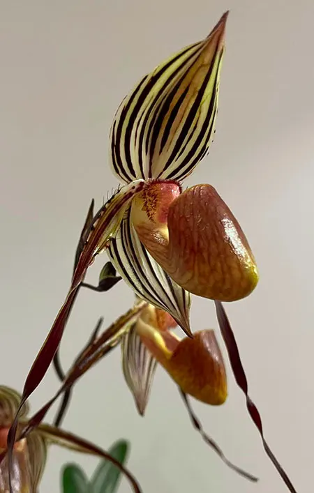 Paphiopedilum laevigatum x wilhelminae