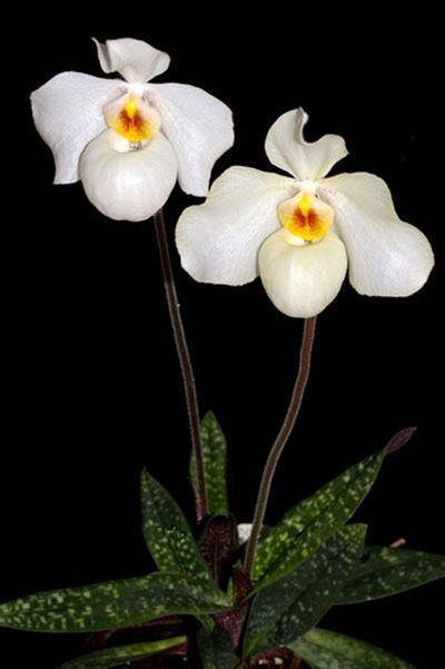 Paphiopedilum delenatii x armeniacum
