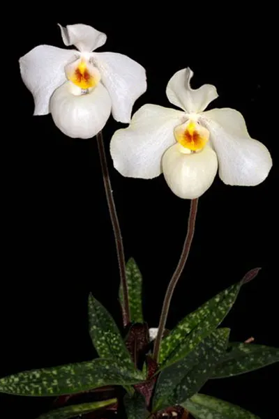 Paphiopedilum delenatii x armeniacum
