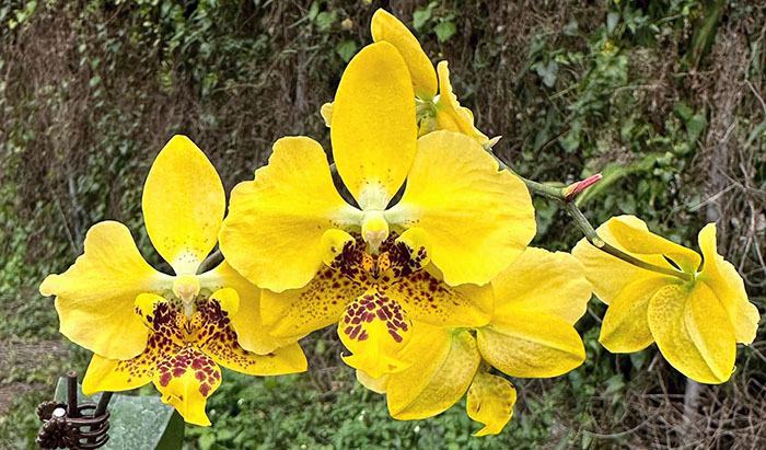 Phalaenopsis stuartiana var nobilis x sib (JW)