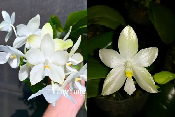 Phalaenopsis Rainbow Falconer x Cherry Spot 'alba'