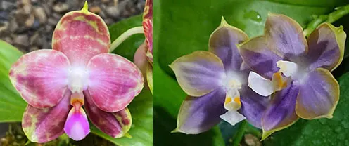 Phalaenopsis Lyndon Coral Jade x Mituo Reflex Dragon