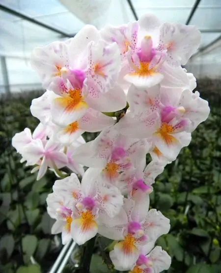 Phalaenopsis Liu's Rainbow 'ES'