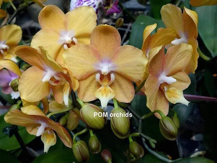 Phalaenopsis I-Hsin Maple Valley