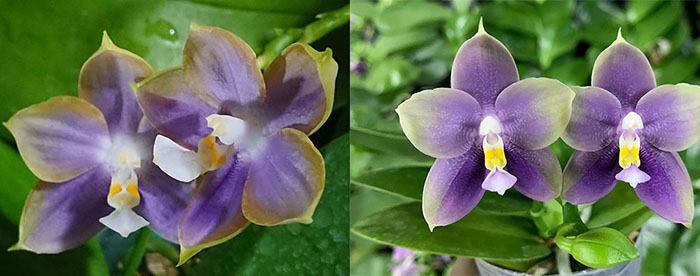 Phalaenopsis Mituo Reflex Dragon 'Blue-2' x Mituo Blue Bear 'B#1'