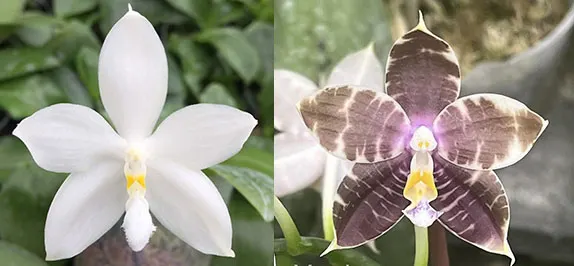 Phalaenopsis tetraspis alba x (Mituo Blue Smurfs 'Blue-5' - Speciosa 'Blue - Coffee')
