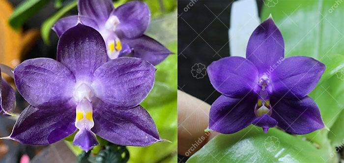 Phalaenopsis Mituo Purple Dragon Blue x violacea indigo 'SWR835'
