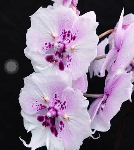 Phalaenopsis Sogo Yukidian 'V-3' x (Yu Pin Fire Work-Taida Pearl) 'ES'