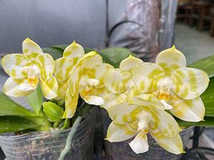 Phalaenopsis Mituo Golden Tiger 'Green Tiger'