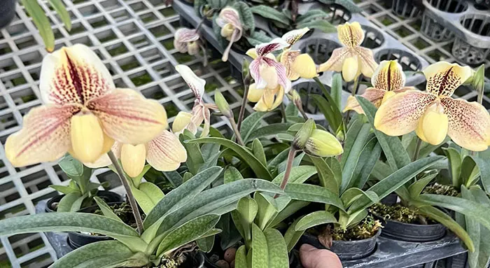 Paphiopedilum godefroyae x exul