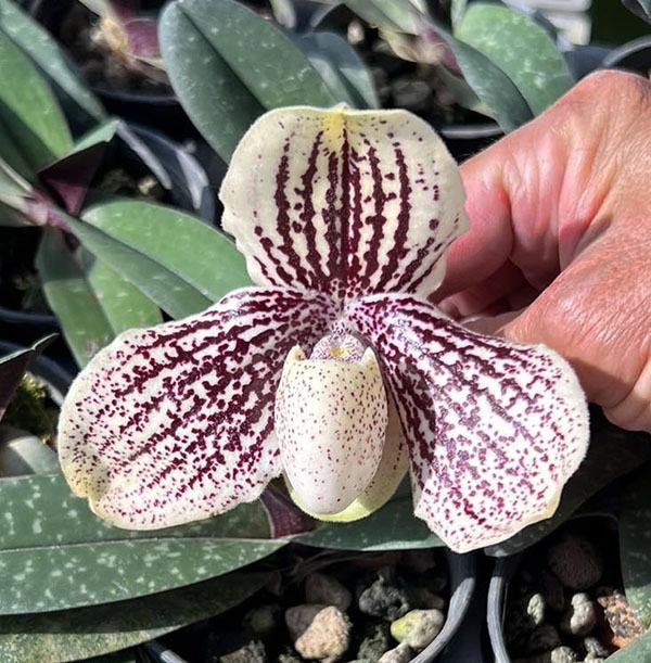 Paphiopedilum leucohilum x Myanmaricum