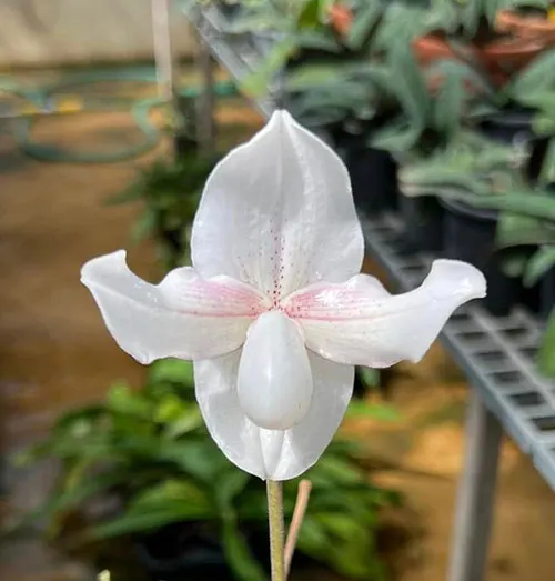 Paphiopedilum niveum x lowii