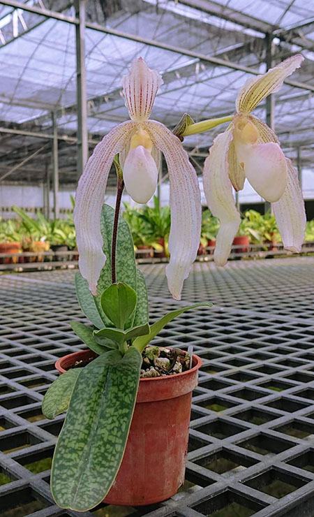Paphiopedilum niveum x sanderianum