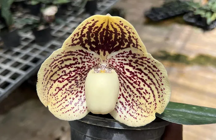 Paphiopedilum godefroyae (STP)