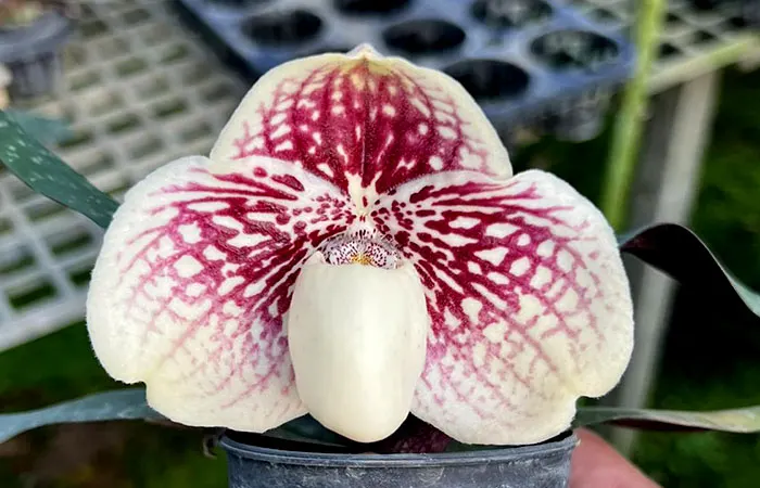 Paphiopedilum godefroyae x sib (STP#1)