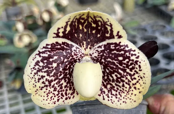 Paphiopedilum godefroyae x sib (STP#2)