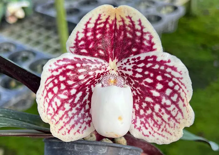 Paphiopedilum godefroyae x sib (STP#3)