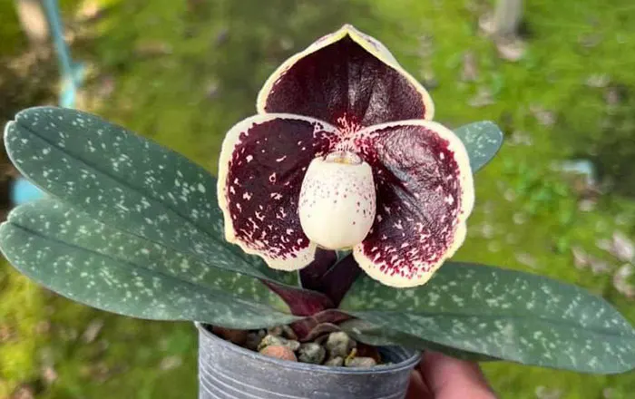 Paphiopedilum godefroyae #3