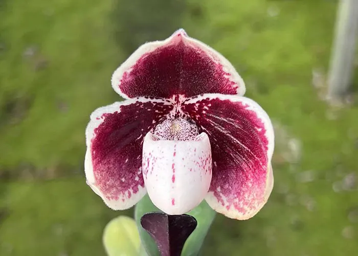 Paphiopedilum godefroyae #4 select