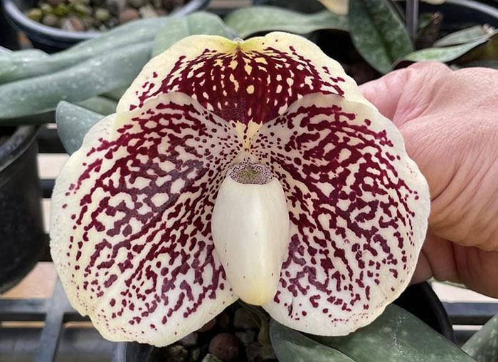 Paphiopedilum godefroyae x sib (STP#4)